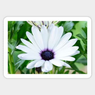 Osteospermum  &amp;#39;Sunny Carlos&amp;#39;  Sunny Series Sticker